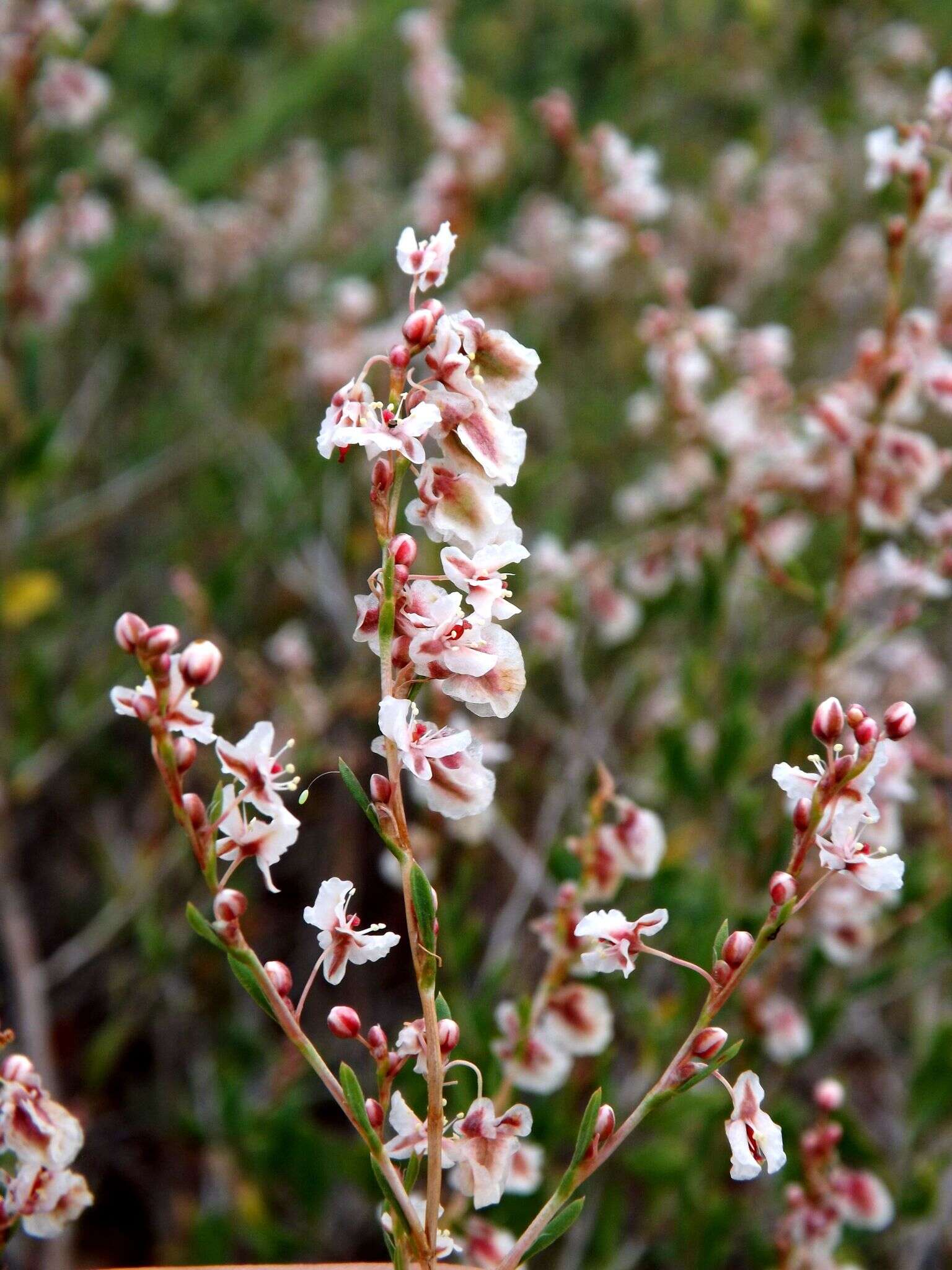 Image of Atraphaxis frutescens (L.) Ewersm.