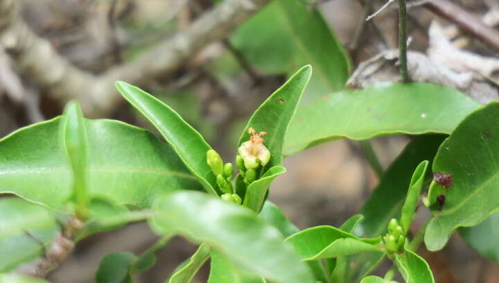 Image of Jatropha capensis (L. fil.) Sond.