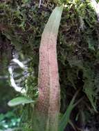 Image of Pyrrosia davidii (Bak.) Ching