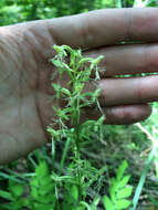 Platanthera lacera (Michx.) G. Don resmi