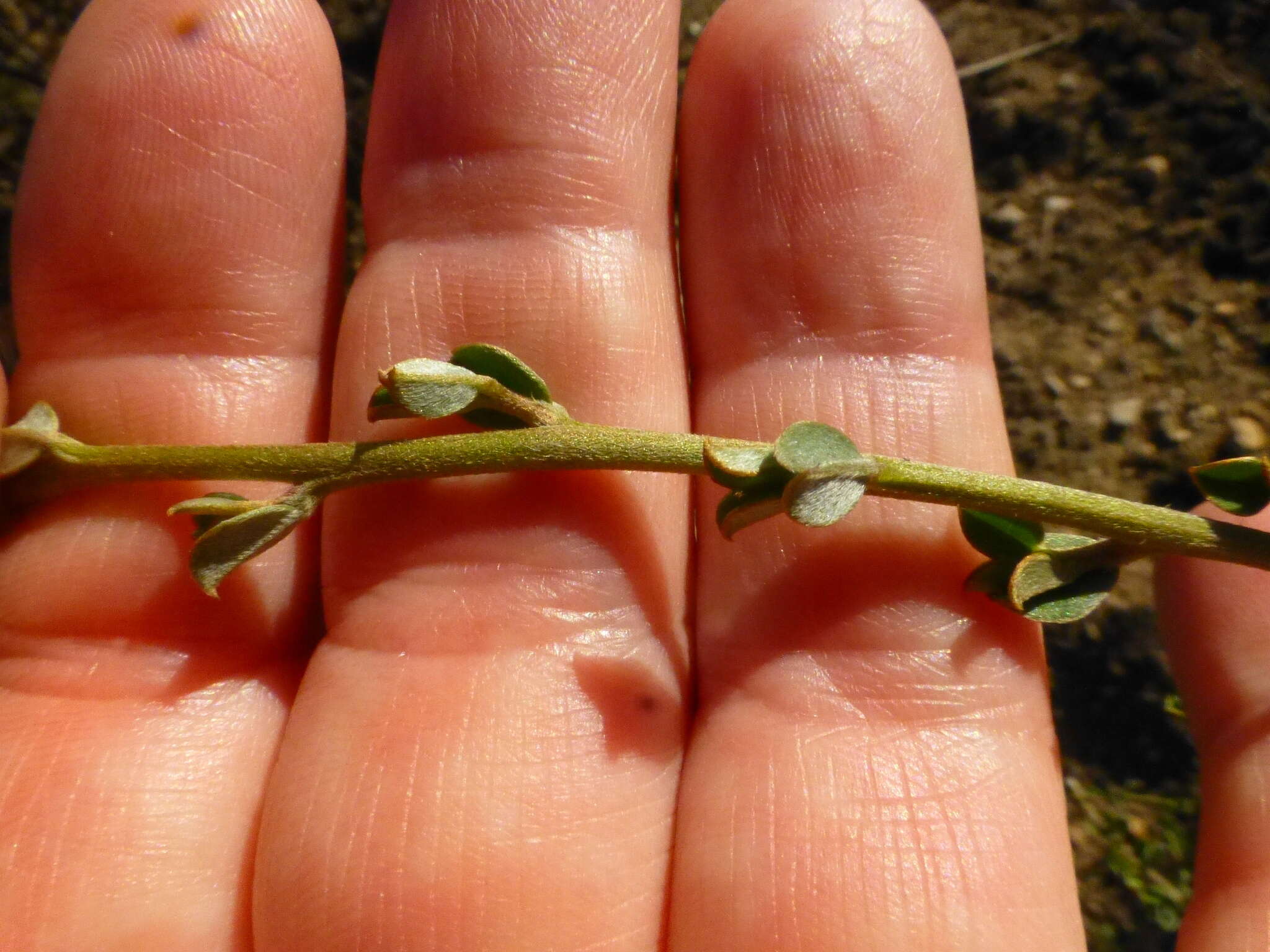 Plancia ëd Podalyria microphylla E. Mey.