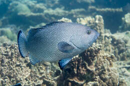 Image de Loche Bleue