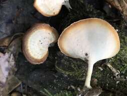 Image of Microporellus