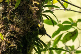 Image of Yellow-throated Apalis