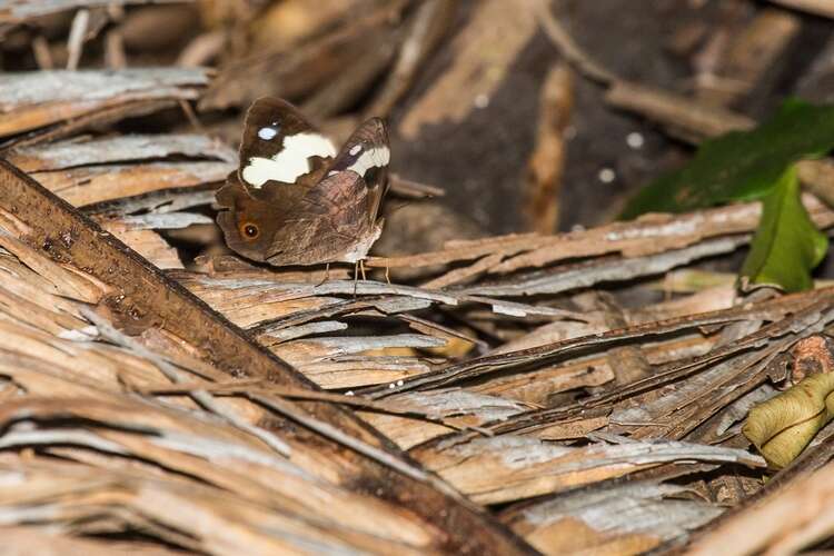 Heteronympha mirifica Butler 1866的圖片