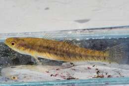 Image of Australian carp-gudgeon