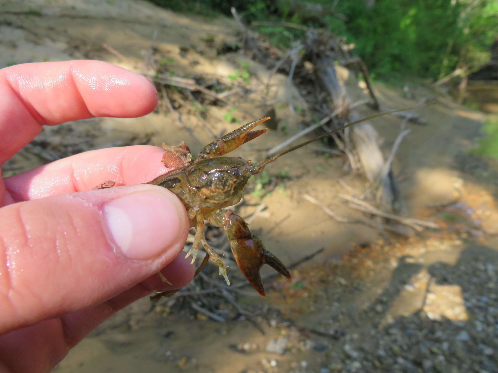 Image of Cambarus striatus Hay 1902