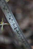 Image of Caladenia validinervia Hopper & A. P. Br. ex A. P. Br. & G. Brockman