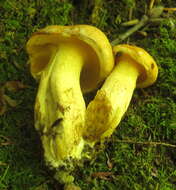 Image of Suillus subaureus (Peck) Snell 1944