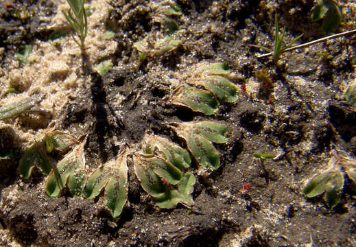 Image of Riccia ciliifera Link