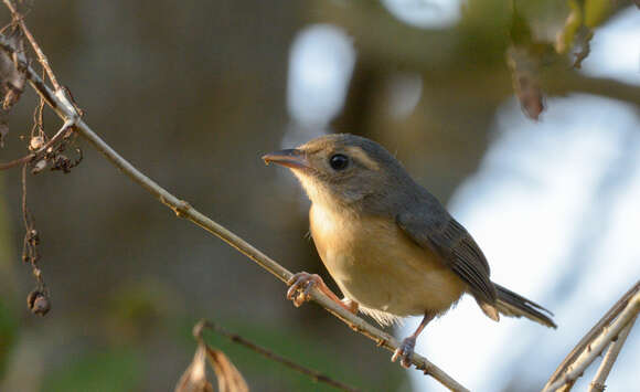 Image of Gray-throated Chat