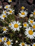 Image of Argyranthemum tenerifae C. J. Humphries