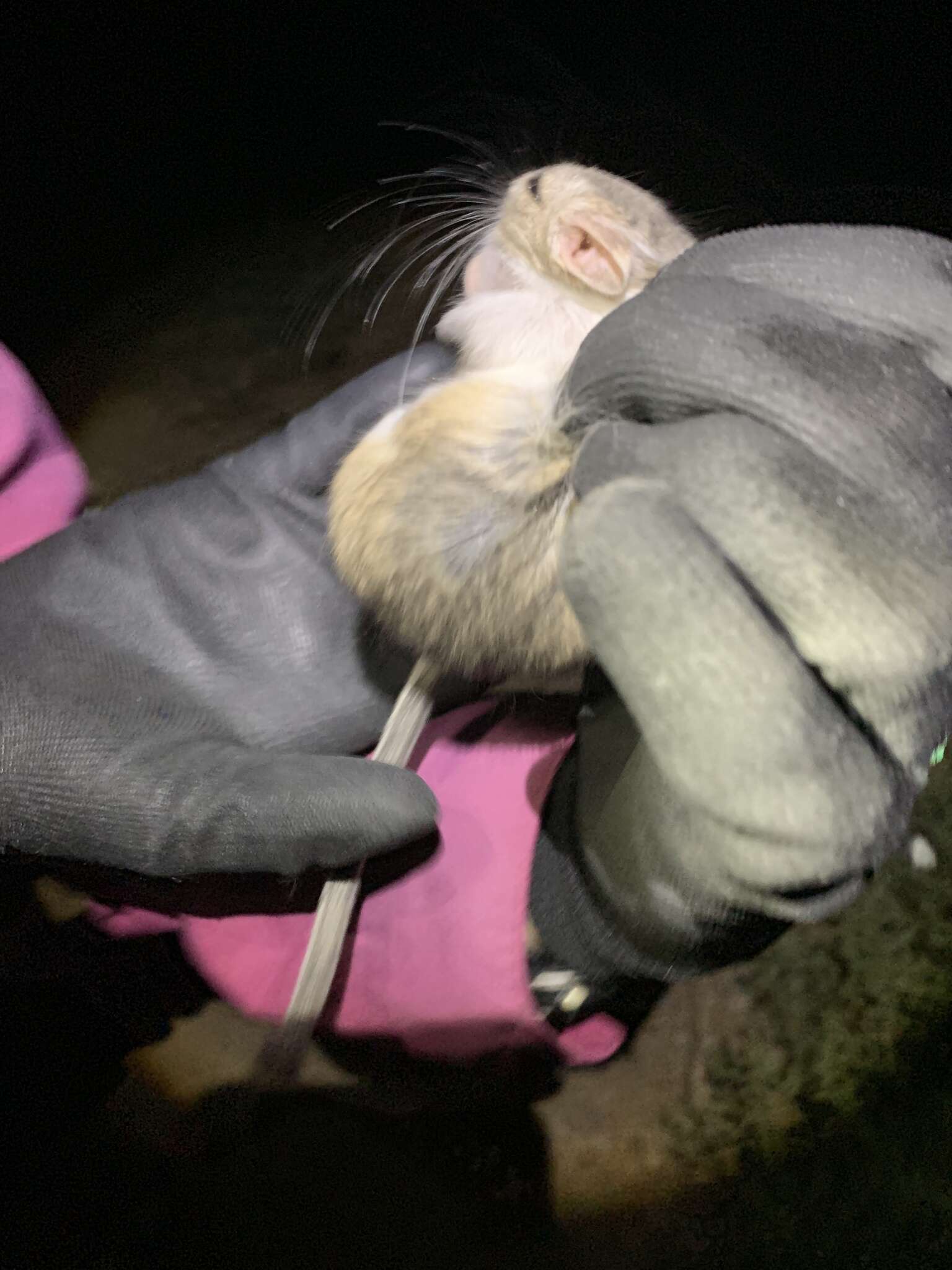 Image of Chisel-toothed Kangaroo Rat