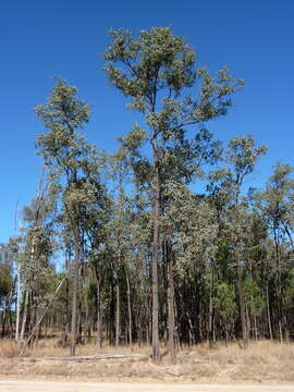 Image of Eucalyptus melanophloia subsp. melanophloia