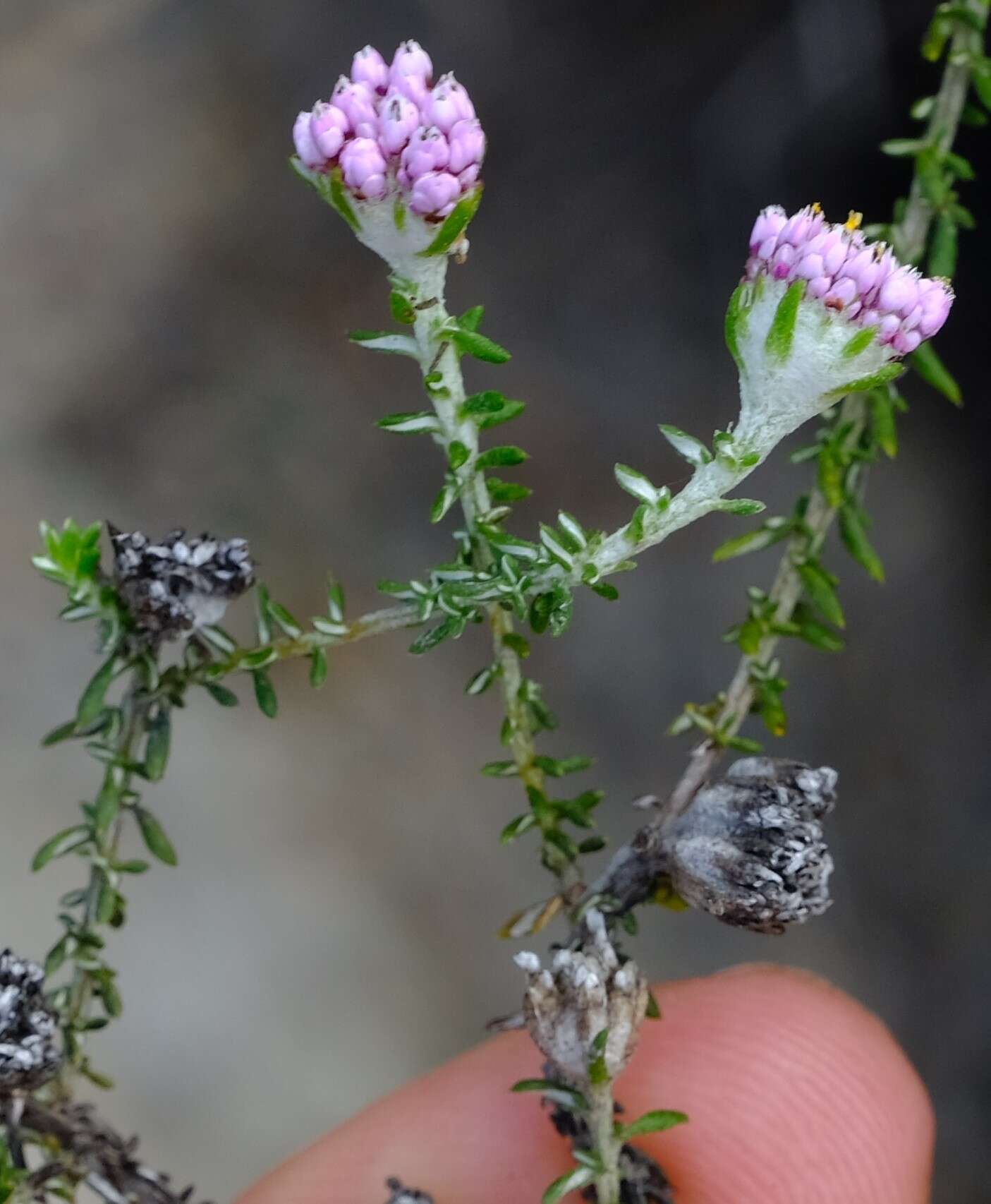 Image of Metalasia rogersii S. Moore