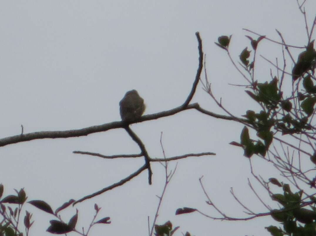 Image of Gray-cheeked Nunlet