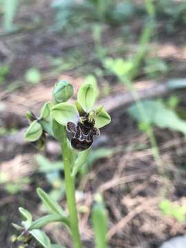 Image of Ophrys olbiensis E. G. Camus