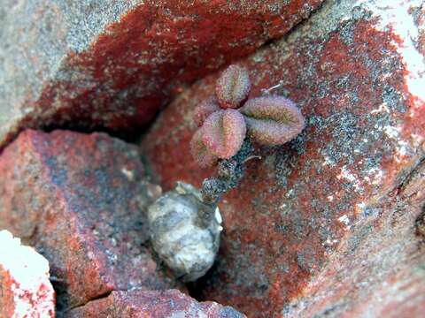 Image of Tylecodon similis (H. Tölken) H. Tölken