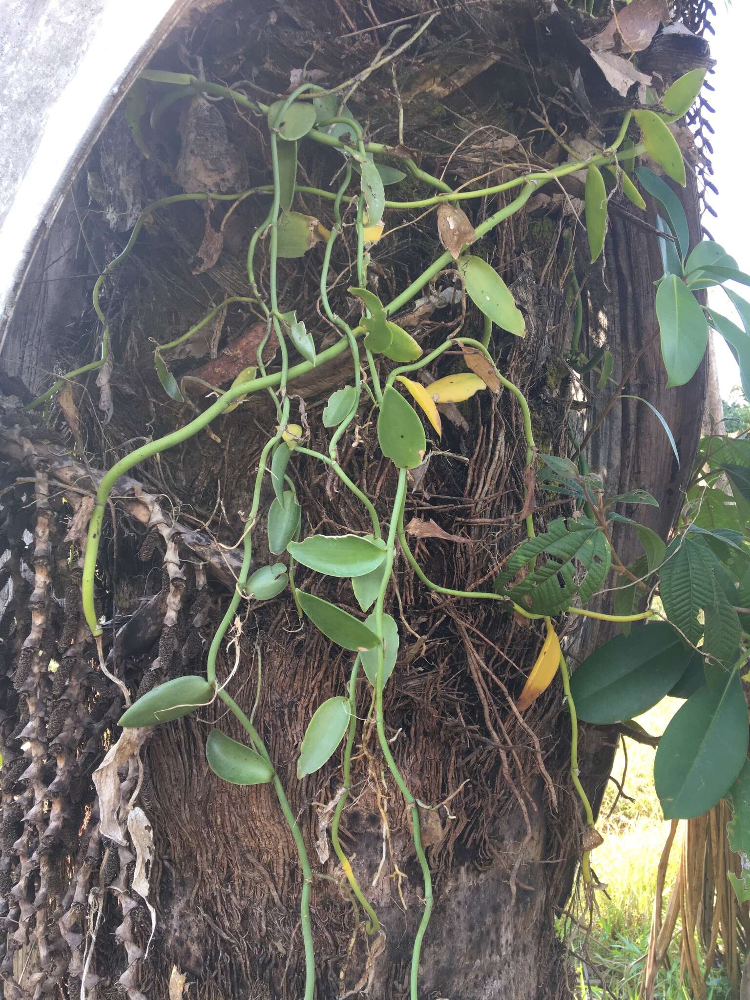 Image of Vanilla palmarum (Salzm. ex Lindl.) Lindl.