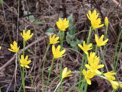 Image of Narcissus cavanillesii Barra & G. López