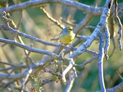 Image of Corsican Citril Finch