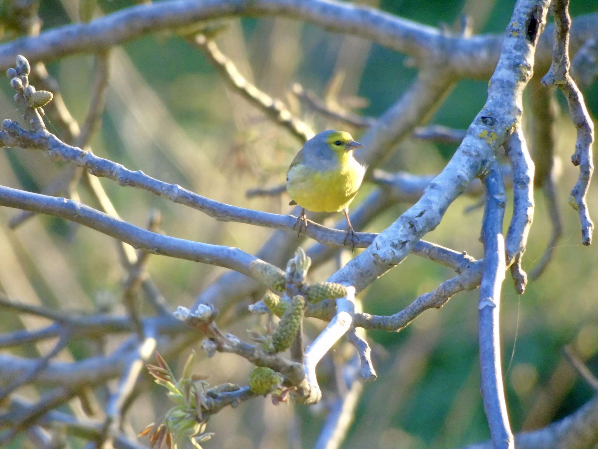 Image of Corsican Citril Finch