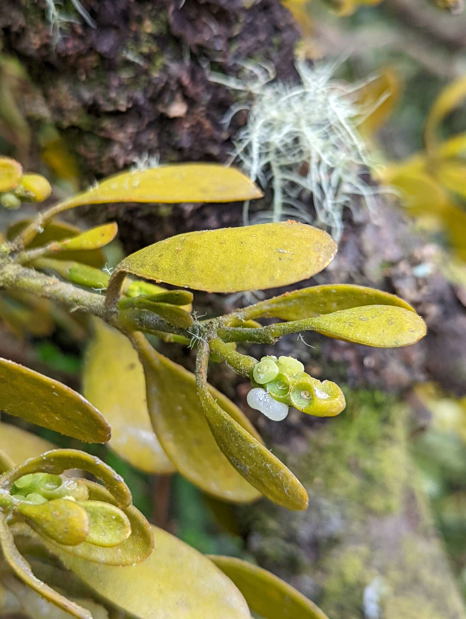 Image of Dendrophthora clavata (Benth.) Urban