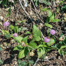 Image of Knautia drymeia subsp. drymeia