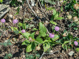 Plancia ëd Knautia drymeia subsp. drymeia