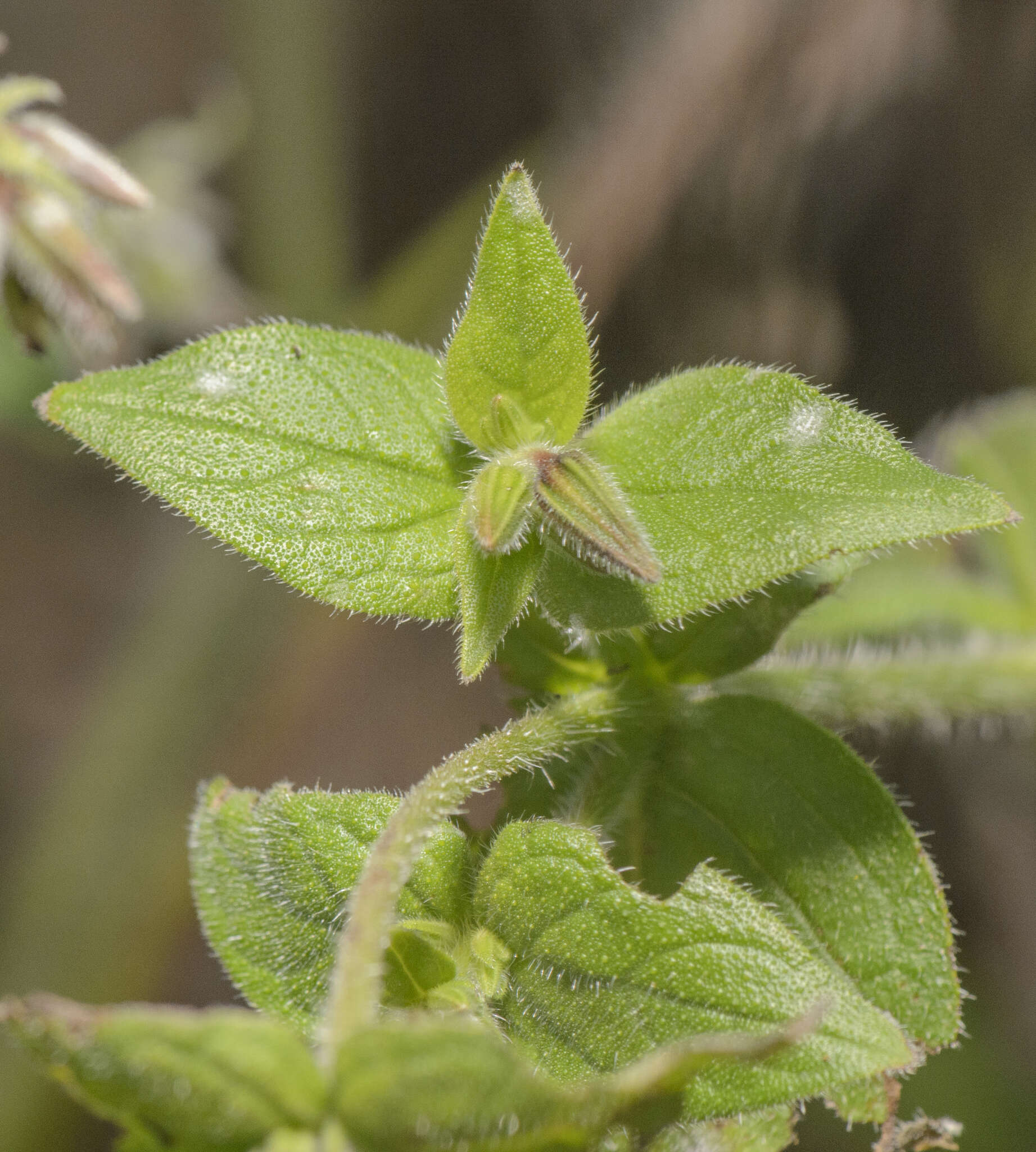 Image of Trichodesma microcalyx Balf. fil.