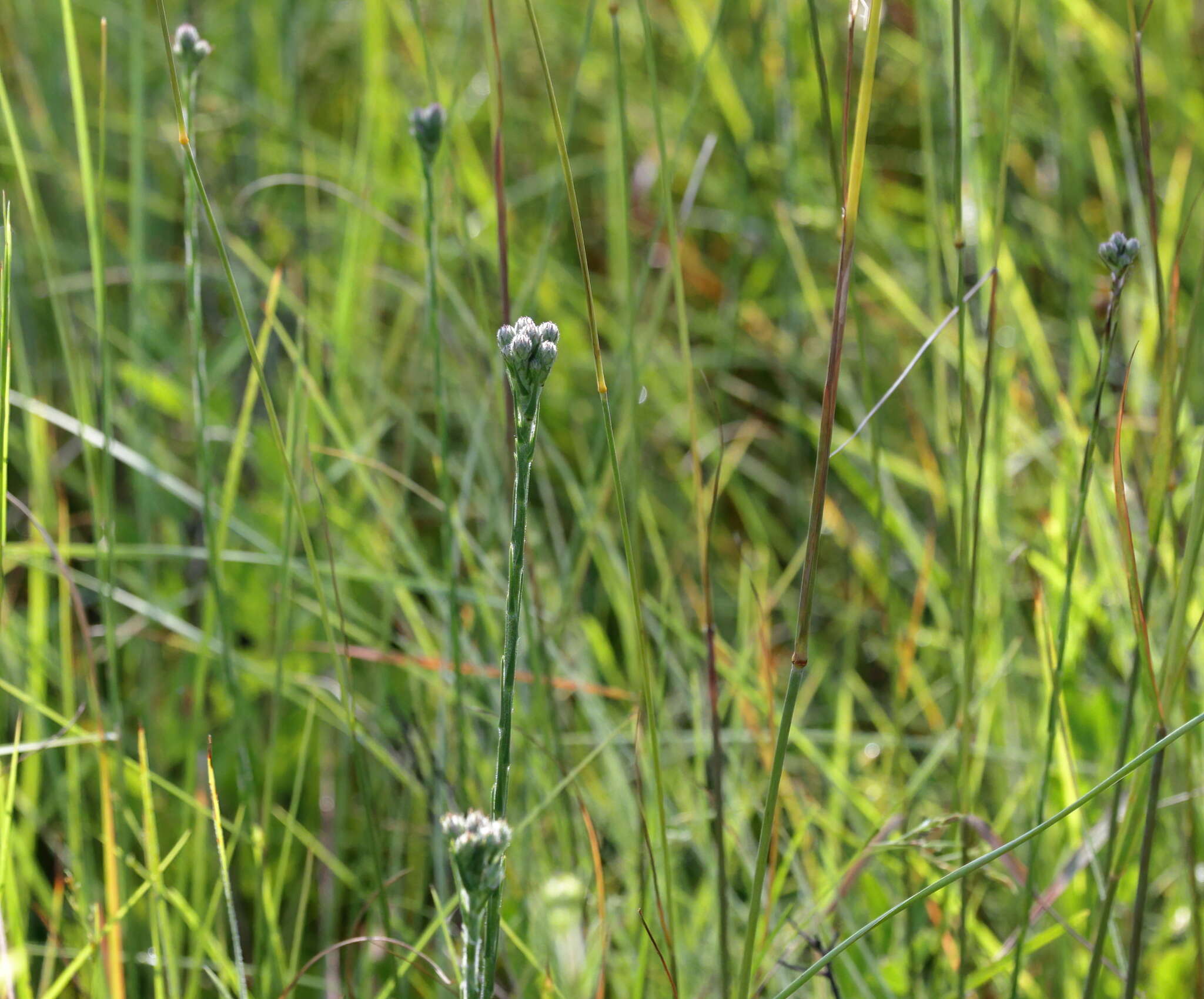 Carphephorus pseudoliatris Cass.的圖片