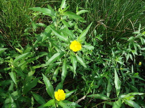 Ludwigia grandiflora (Michaux) Greuter & Burdet resmi