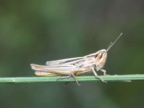 Image of Euchorthippus elegantulus Zeuner 1940