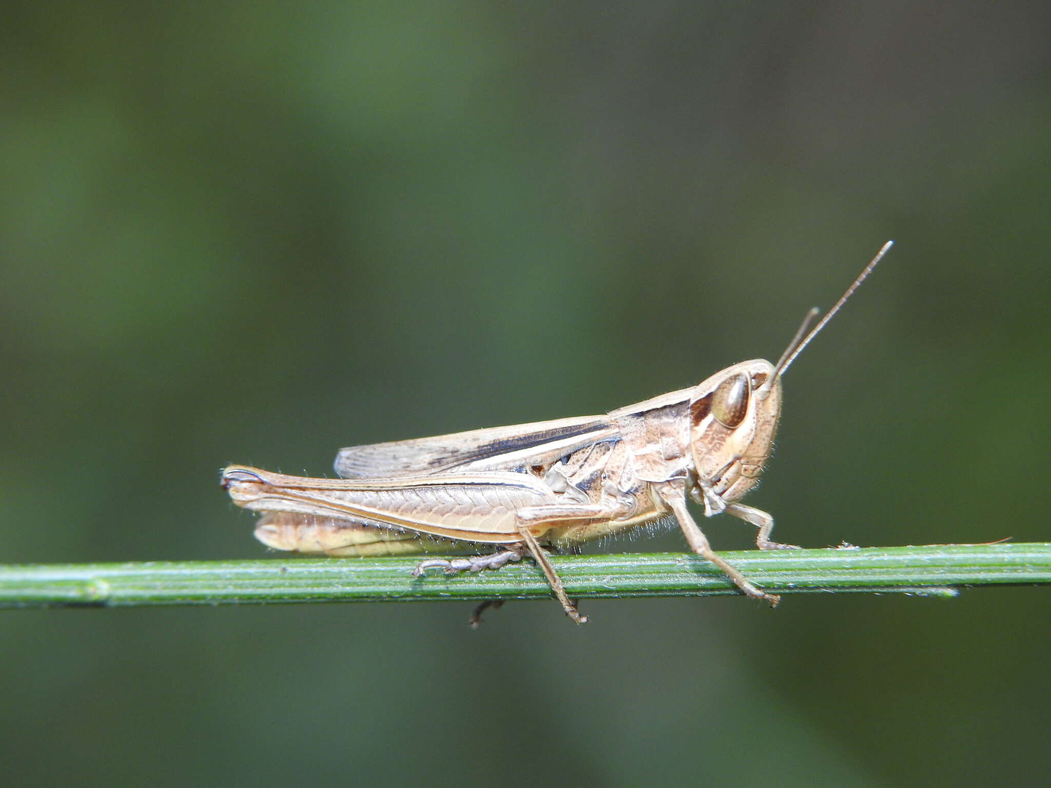 Image de Euchorthippus elegantulus Zeuner 1940