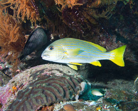 Sivun Plectorhinchus chrysotaenia (Bleeker 1855) kuva