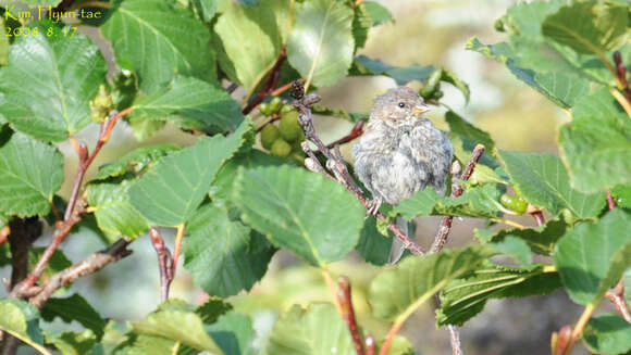 Plancia ëd Acanthis flammea flammea (Linnaeus 1758)