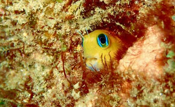 Image of Midas coralblenny