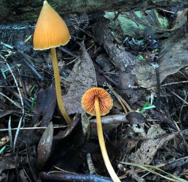 Image of Entoloma salmoneum (Peck) Sacc. 1887