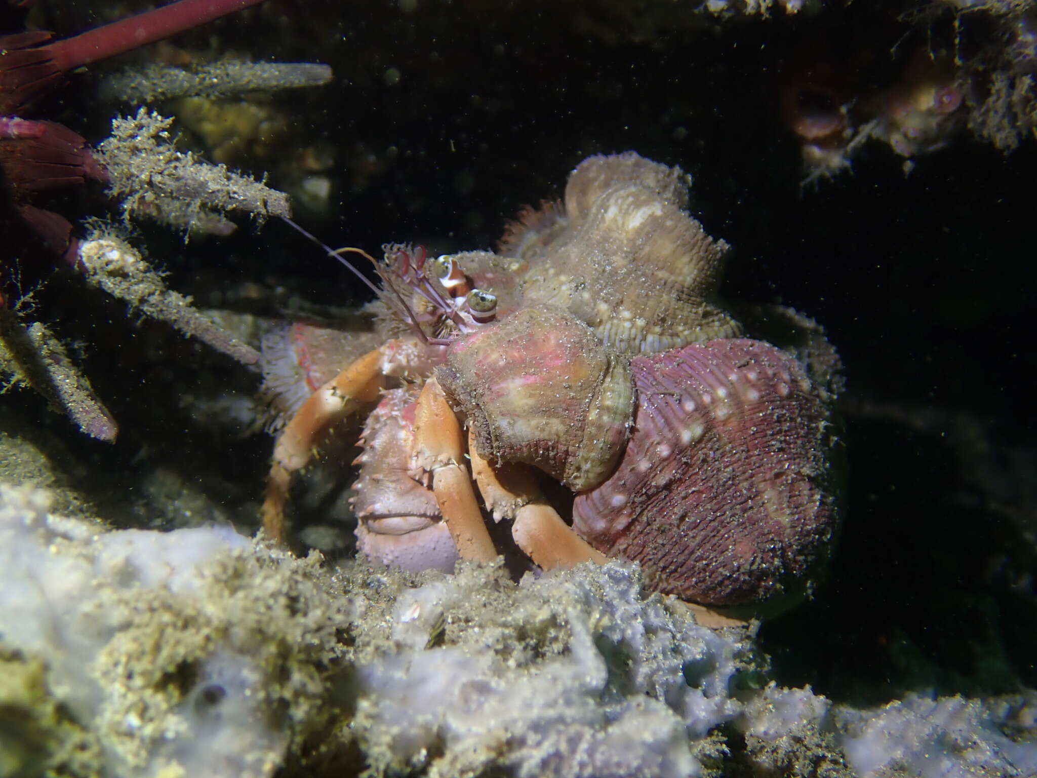 Image of Banded eyestalk hermit crab