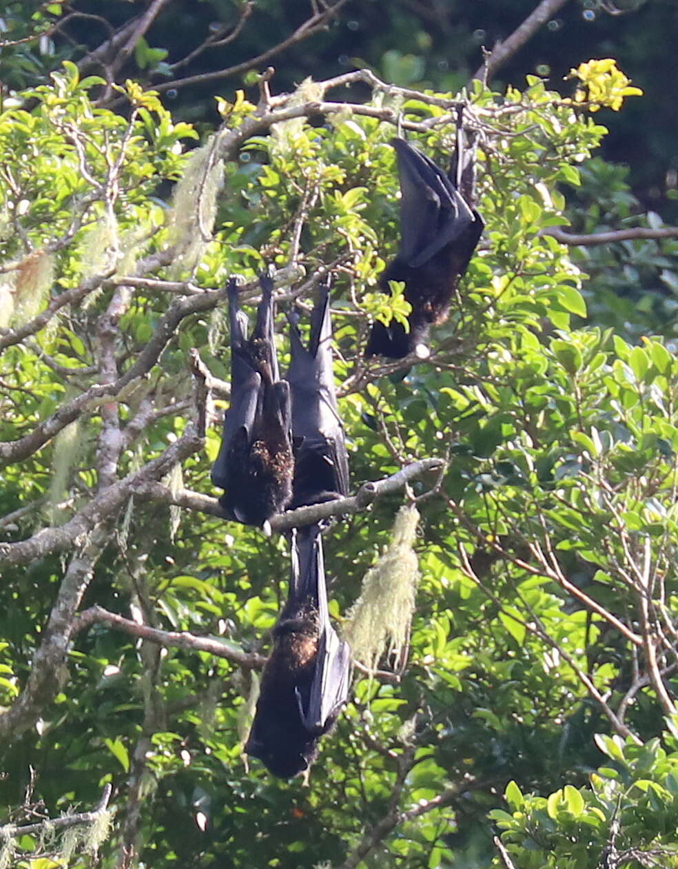 Image of Comoro Black Flying Fox