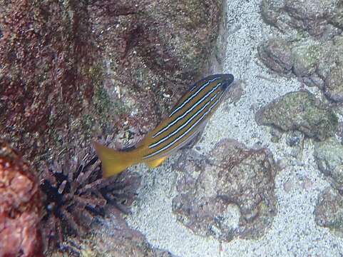 Image of Blue and gold snapper