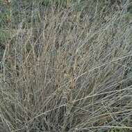 Слика од Eragrostis australasica (Steud.) C. E. Hubb.