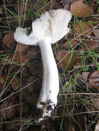 Image of Tricholoma griseoviolaceum Shanks 1996