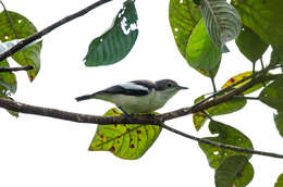 Image of Yellow-bellied Hyliota