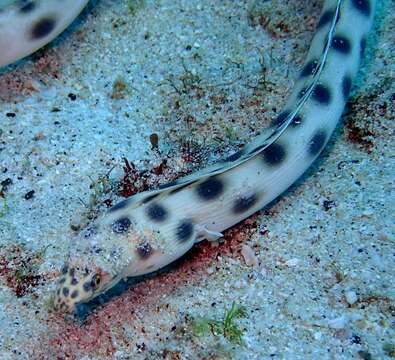 Image of Myrichthys xysturus (Jordan & Gilbert 1882)