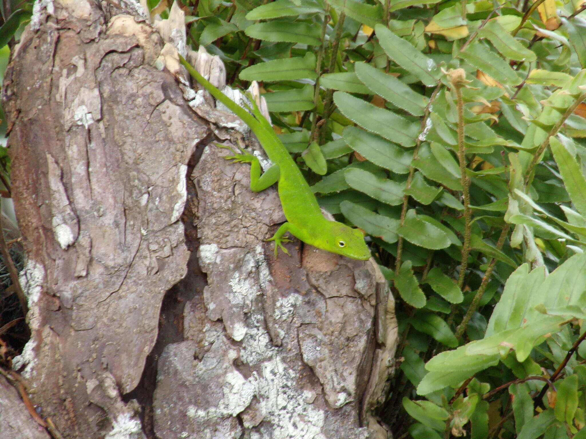 Image of Jamaican giant anole