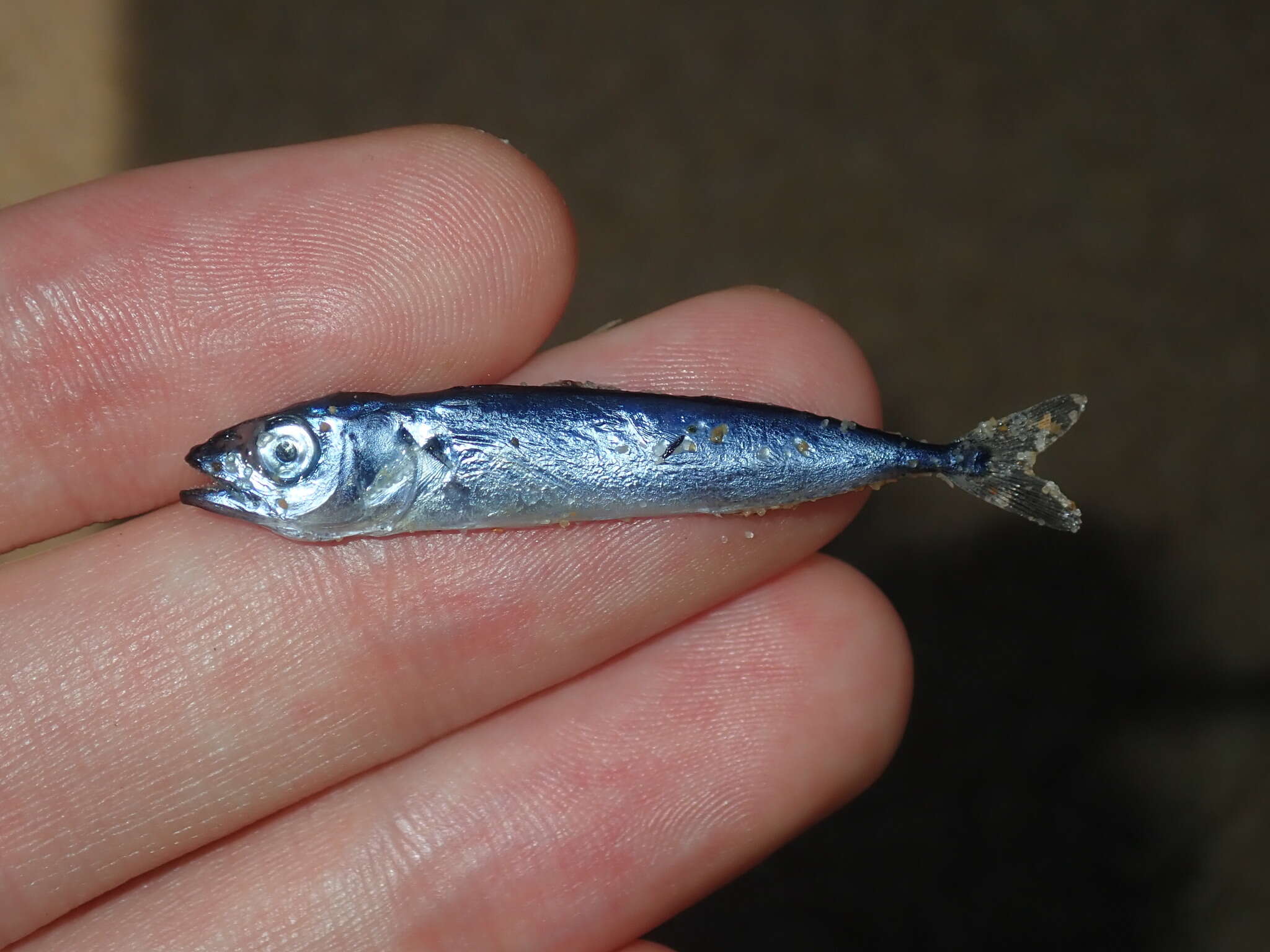 Image of Blue Mackerel