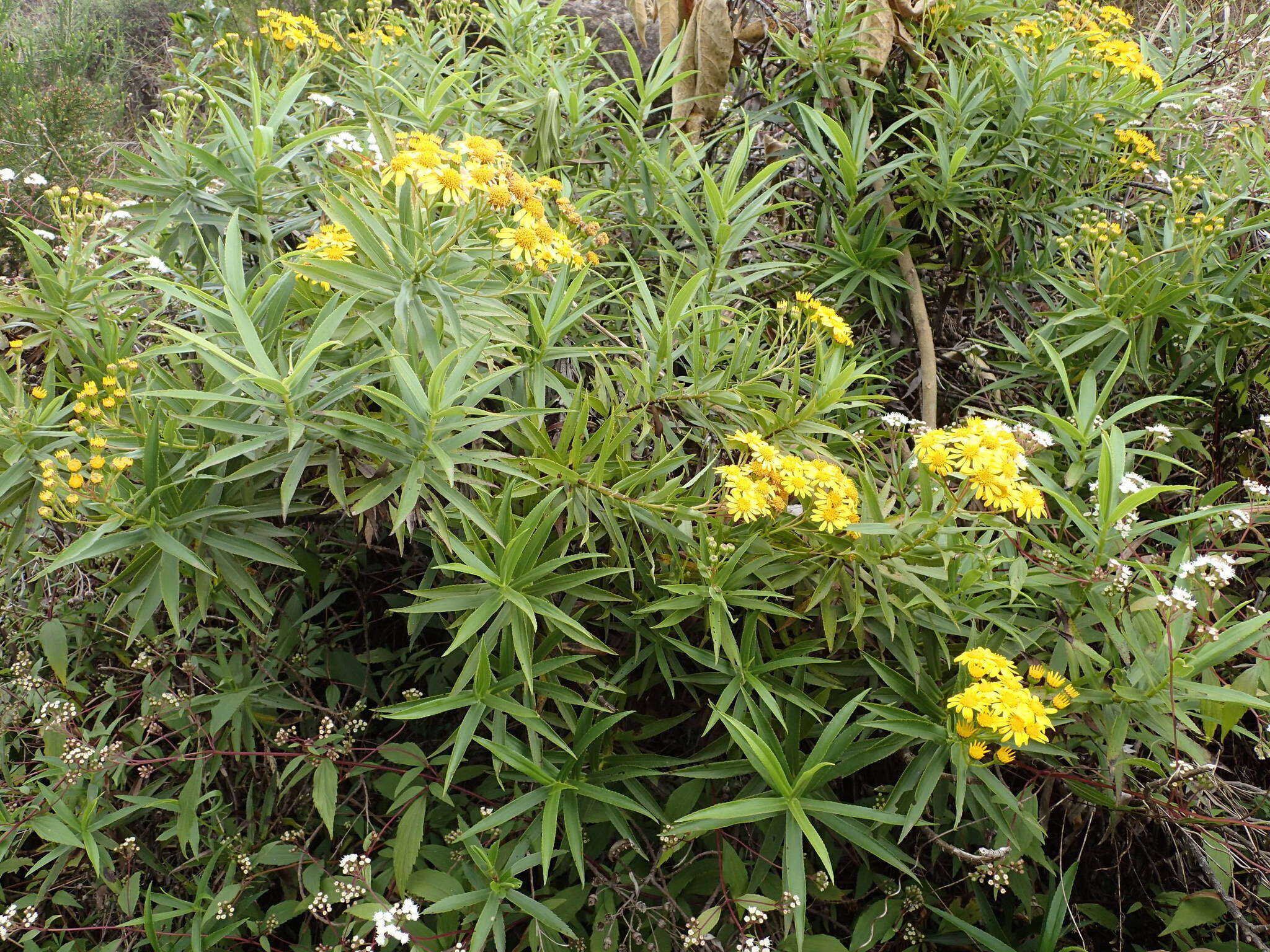 Image of Faujasia salicifolia (Pers.) C. Jeffrey