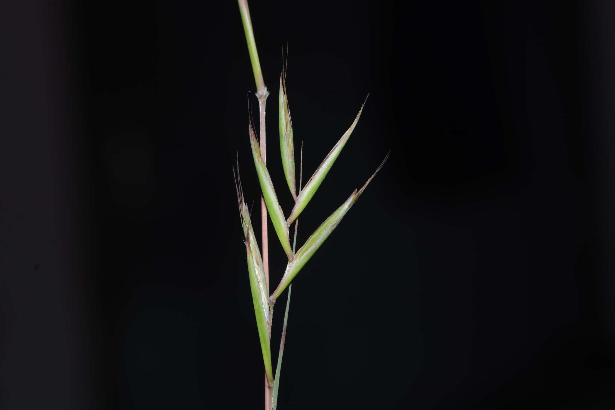 Cymbopogon caesius (Hook. & Arn.) Stapf的圖片