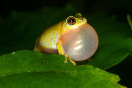 Image of Beddome's bubble-nest frog